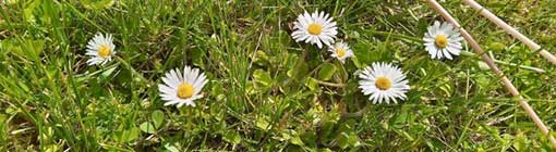 Grüne Wiese mit Gänseblümchen in Nahaufnahme